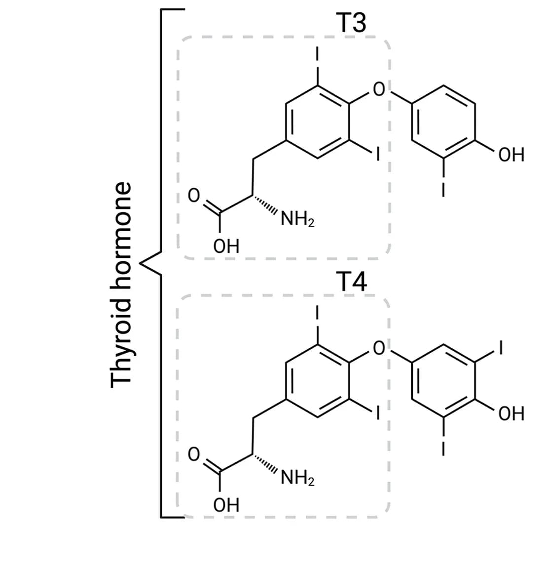 Open access visualization of Chemical Structure, MCT8, MCT10, Cargo Transport