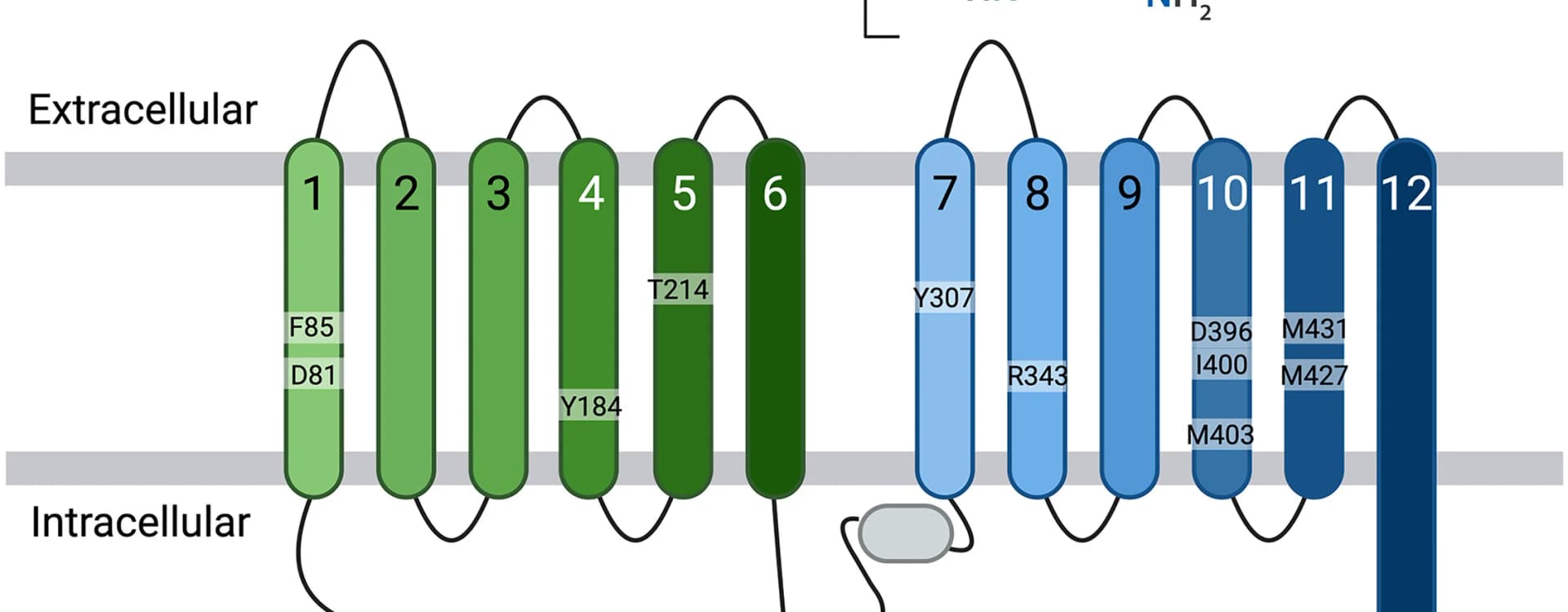 Open access visualization of Illustration, Chemical Structure, MCT10, Transmembrane Helices, N-Terminal Domain
