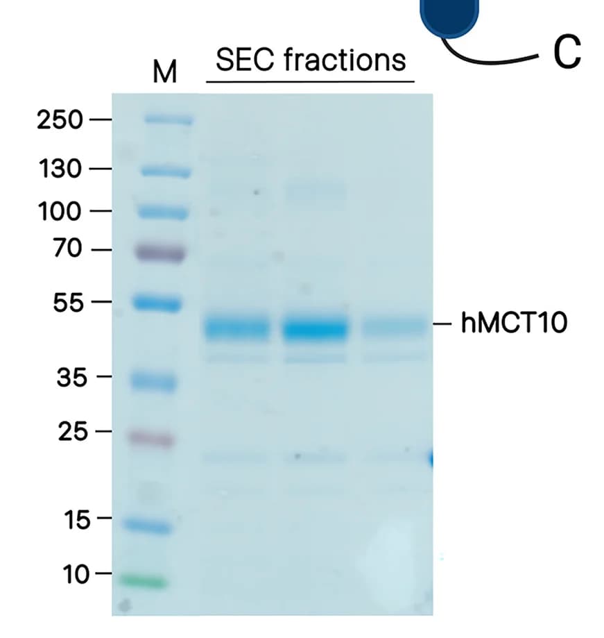 Open access visualization of Gel, SDS-PAGE, Protein Purity, Cryo-EM, Protein Aggregates