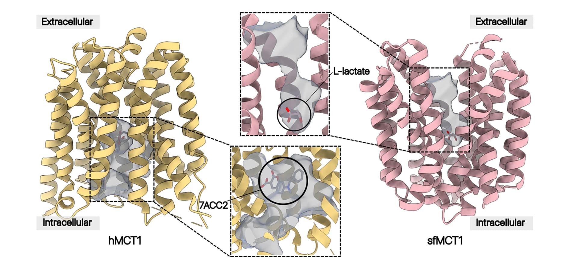 Open access visualization of Protein Structure, Chemical Structure, Cargo-Binding Pocket, MCT10, MCT1
