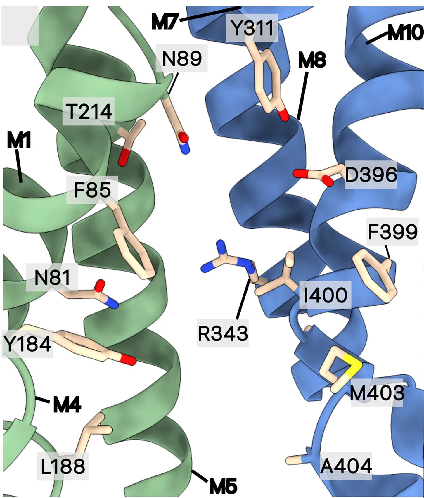 Open access visualization of Protein Structure, Ligand-Binding Pocket, Residues, T3, Phe