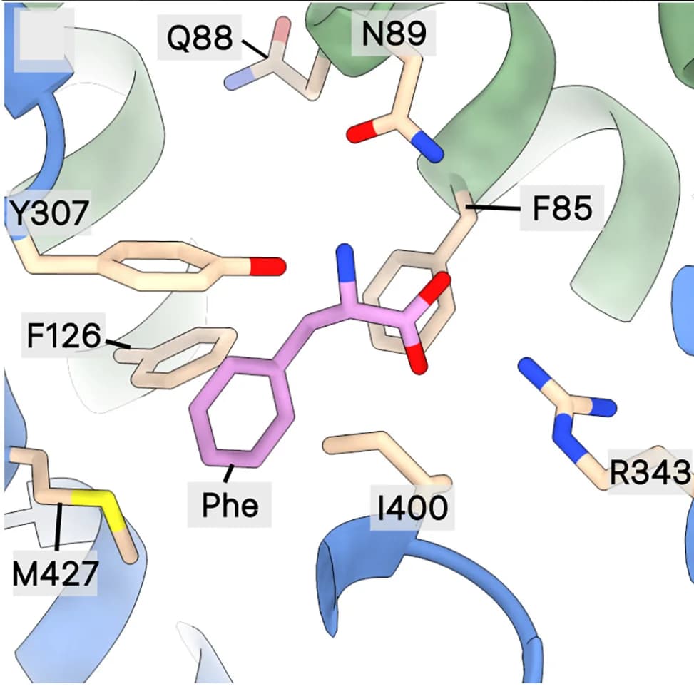 Open access visualization of Protein Structure, Chemical Structure, Cargo-Binding Pocket, Phe, MCT10 Structure