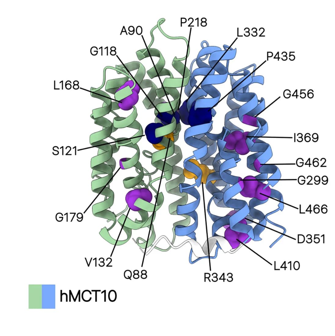 Open access visualization of Protein Structure, Missense Mutations, MCT8, MCT10, Amino Acids