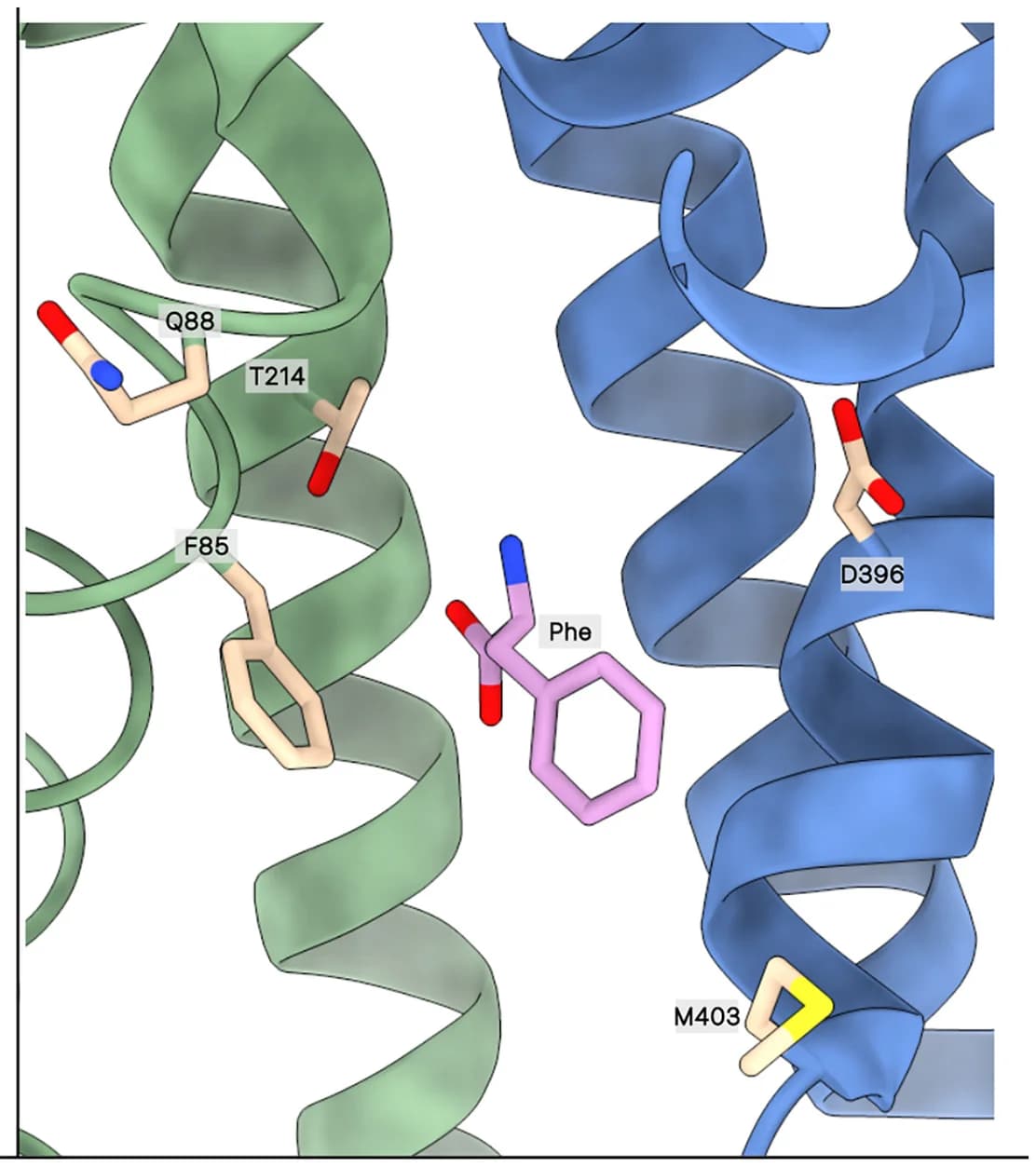 Open access visualization of Protein Structure, Mutated Residues, MCT10, Inward-Open Structure, Phe Ligand