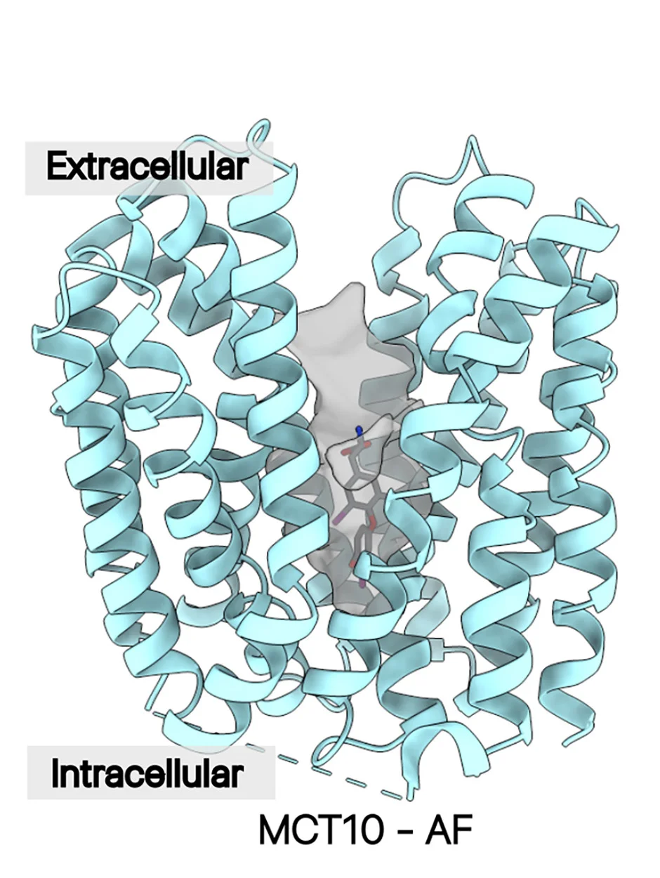 Open access visualization of Protein Structure, Chemical Structure, AlphaFold Model, Human MCT10, Inward-Open Structure