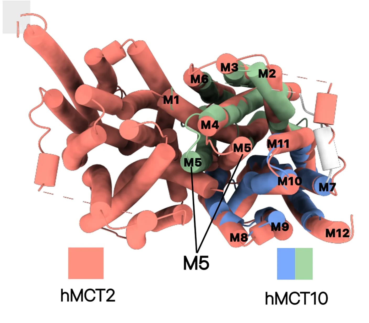 Open access visualization of Protein Structure, MCT1, MCT2, MCT10, Transmembrane Segment