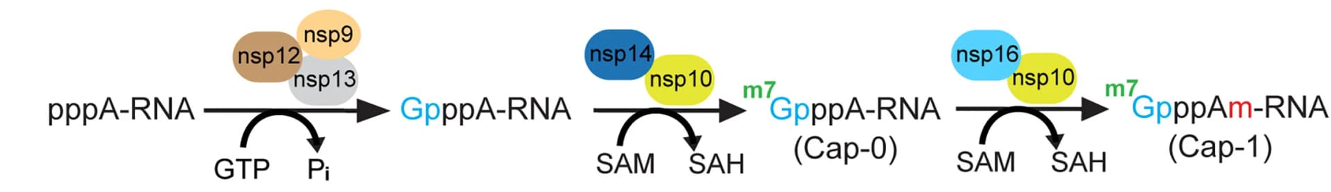 Open access visualization of Workflow, Flowchart, RNA Capping, RNA Modification