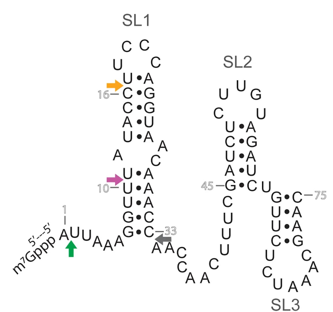 Open access visualization of Illustration, SARS-CoV-2 RNA, Leader Sequence, Stem-Loops, Methyltransferase Activity