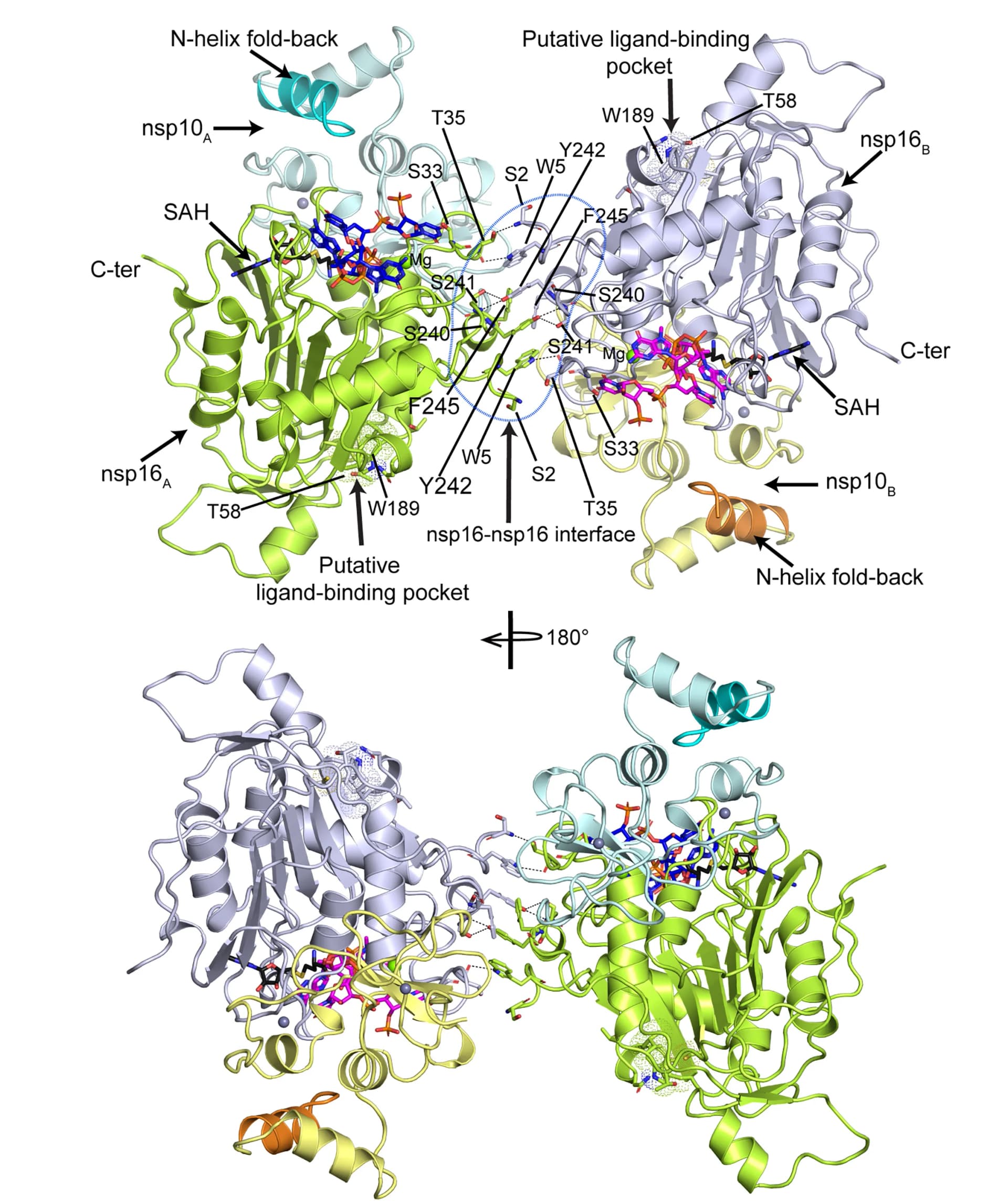 Open access visualization of Protein Structure, nsp16/nsp10, Heterotetramer, Capped RNA, Crystal Structure