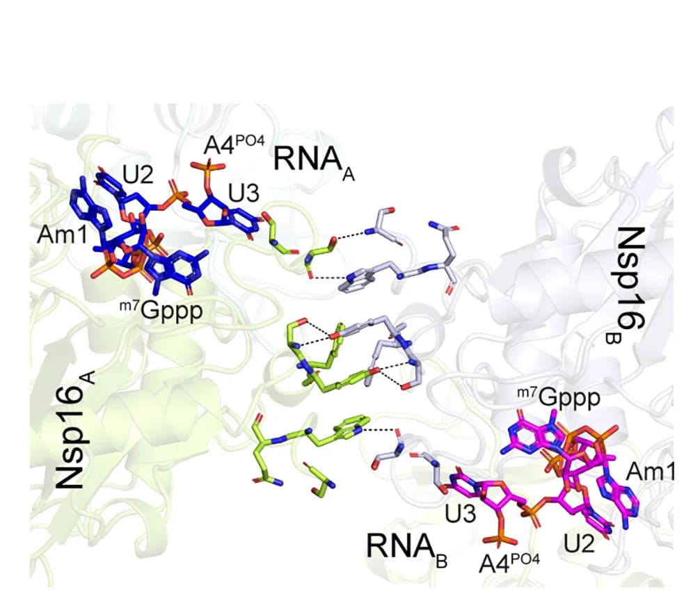 Open access visualization of Protein Structure, Chemical Structure, Tetramer, RNA, nsp16-nsp16 Interface