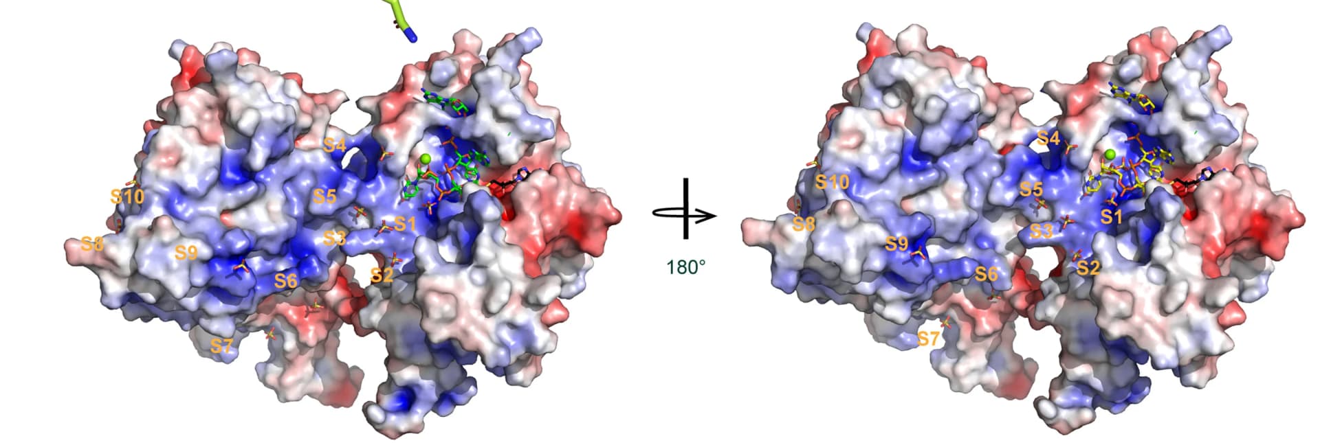 Open access visualization of Protein Structure, 3D Plot, Electrostatic Surface, nsp16/nsp10 Tetramer, nsp16 Protomers