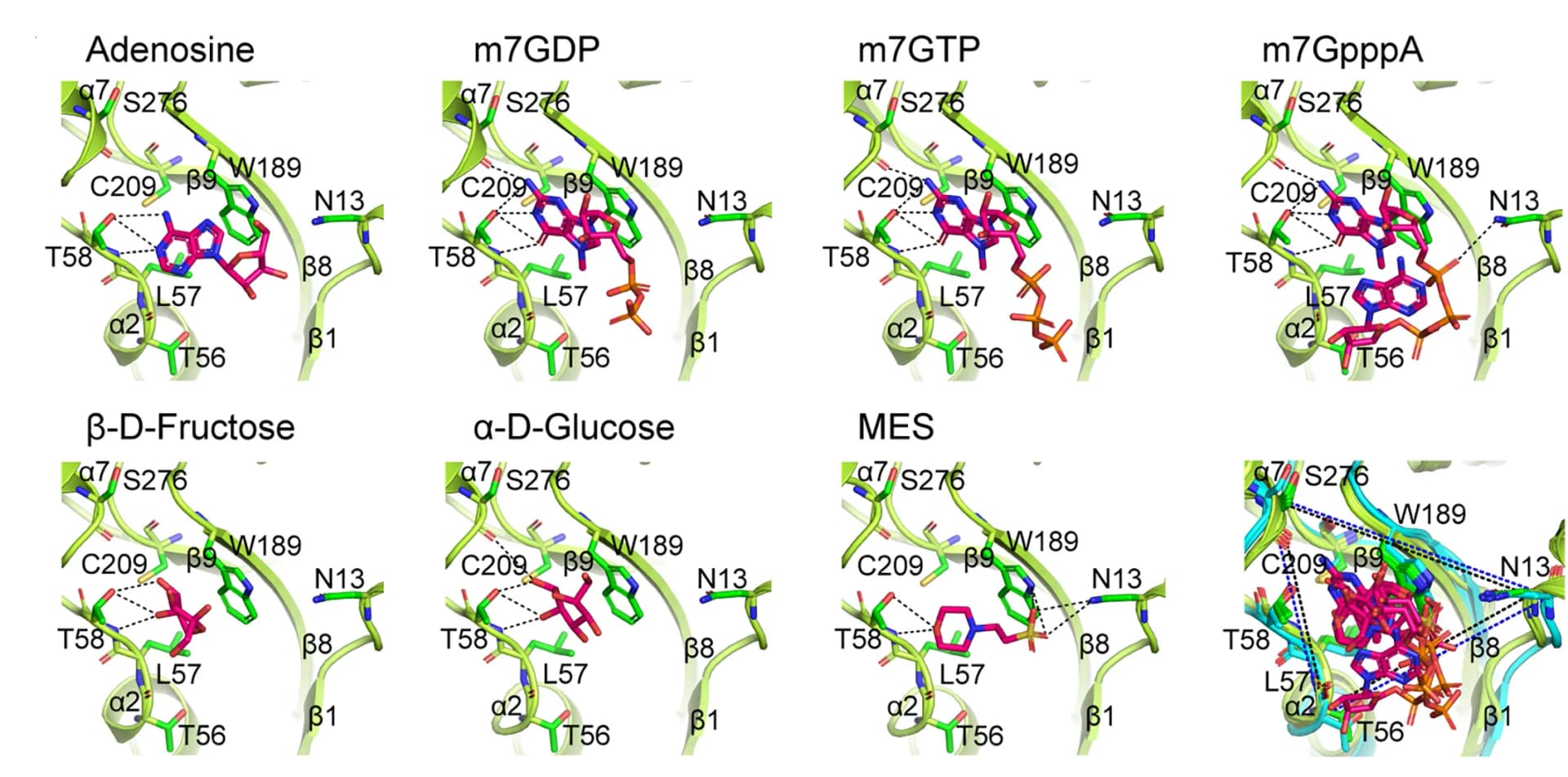 Open access visualization of Protein Structure, Chemical Structure, Ligands, Nsp16, Nsp10