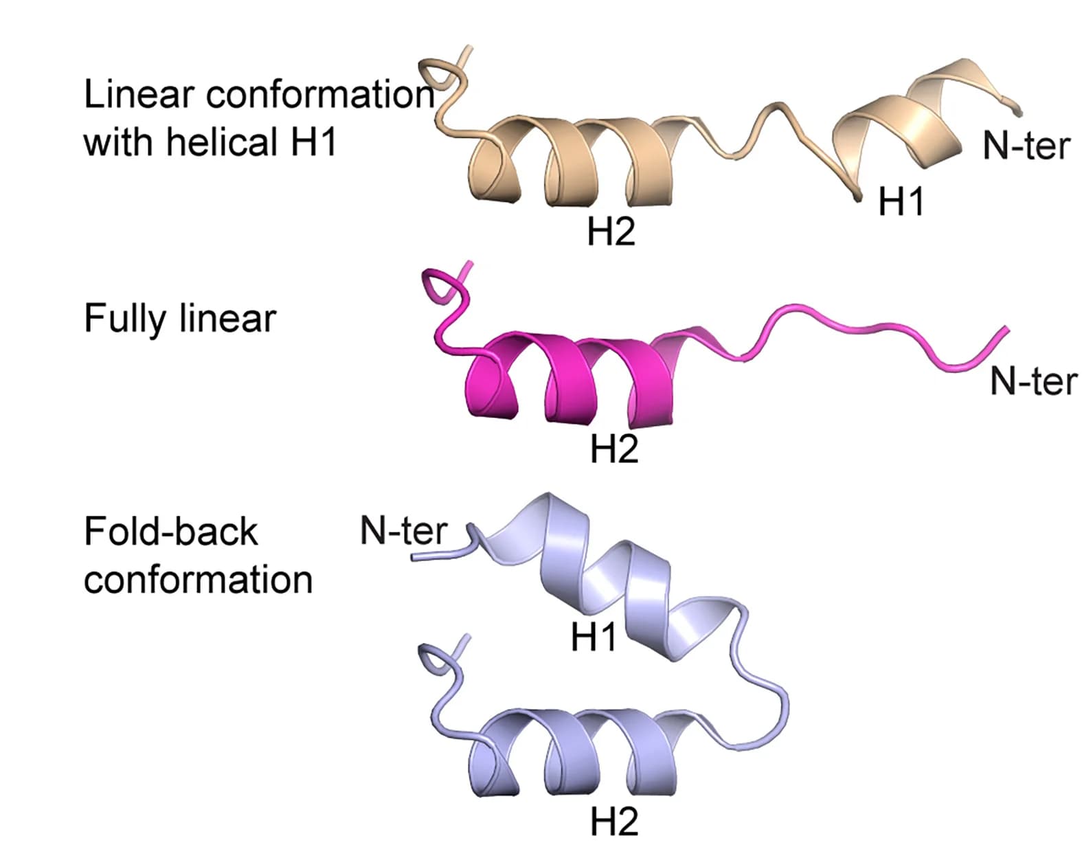 Open access visualization of Protein Structure, 3D Plot, Linear Form, Fold-back Conformation, H1 Helix
