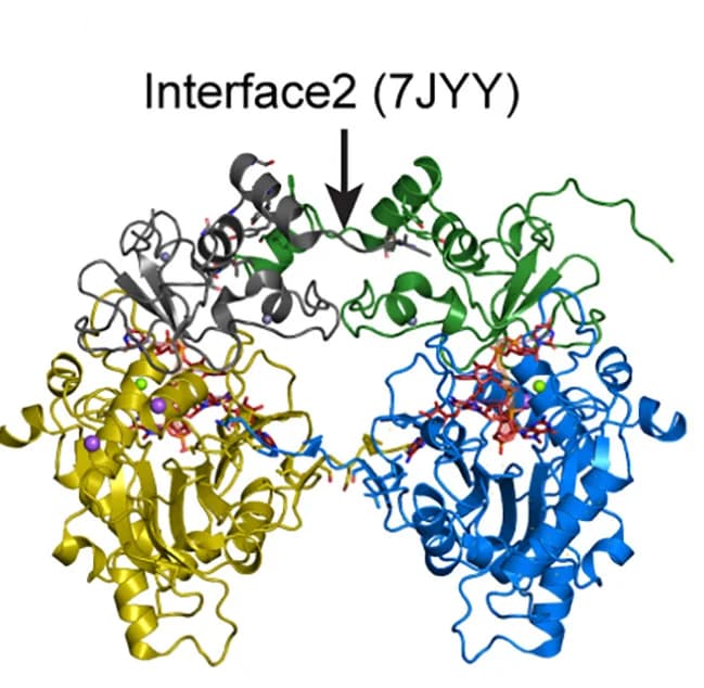 Open access visualization of Protein Structure, Interface, PDB