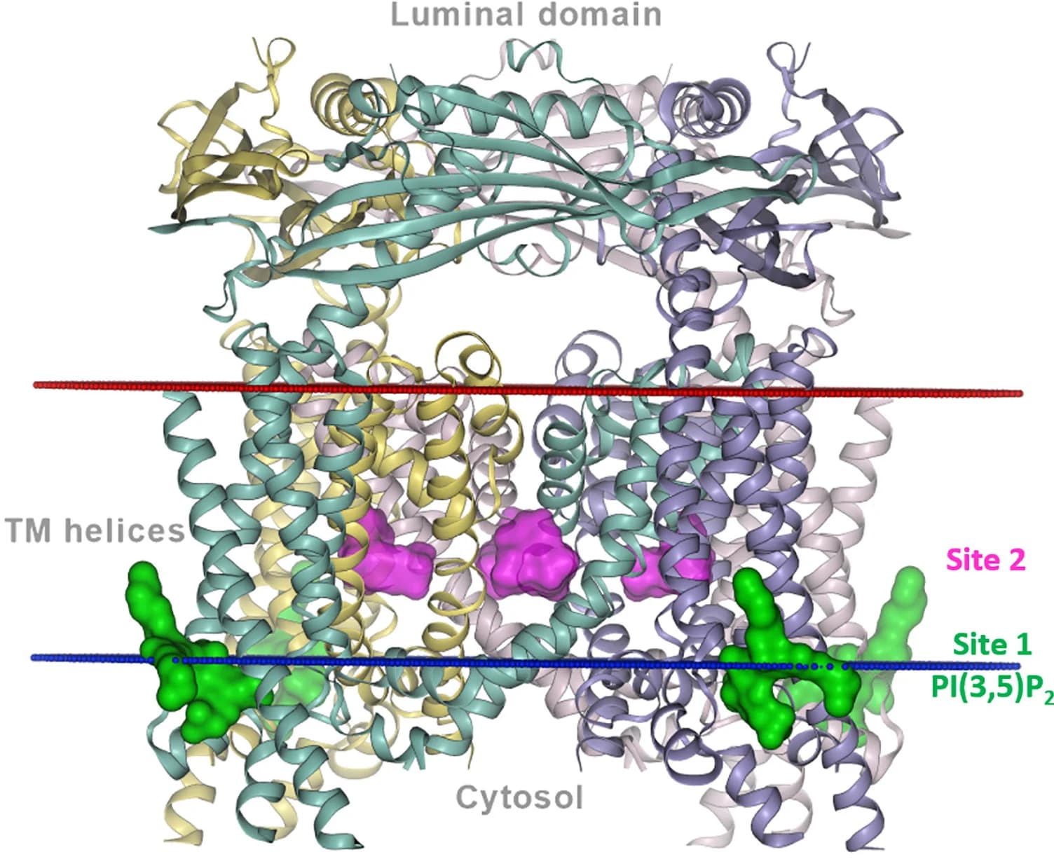 Open access visualization of Protein Structure, TRPML1 Structure, ML-SA52as, Membrane, PI(3,5)P2