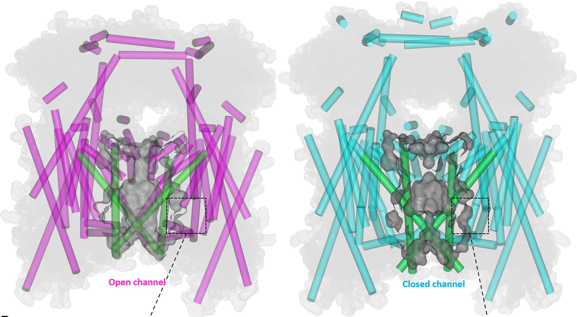 Open access visualization of Protein Structure, Chemical Structure, Agonist, Antagonist, Channel Conformations