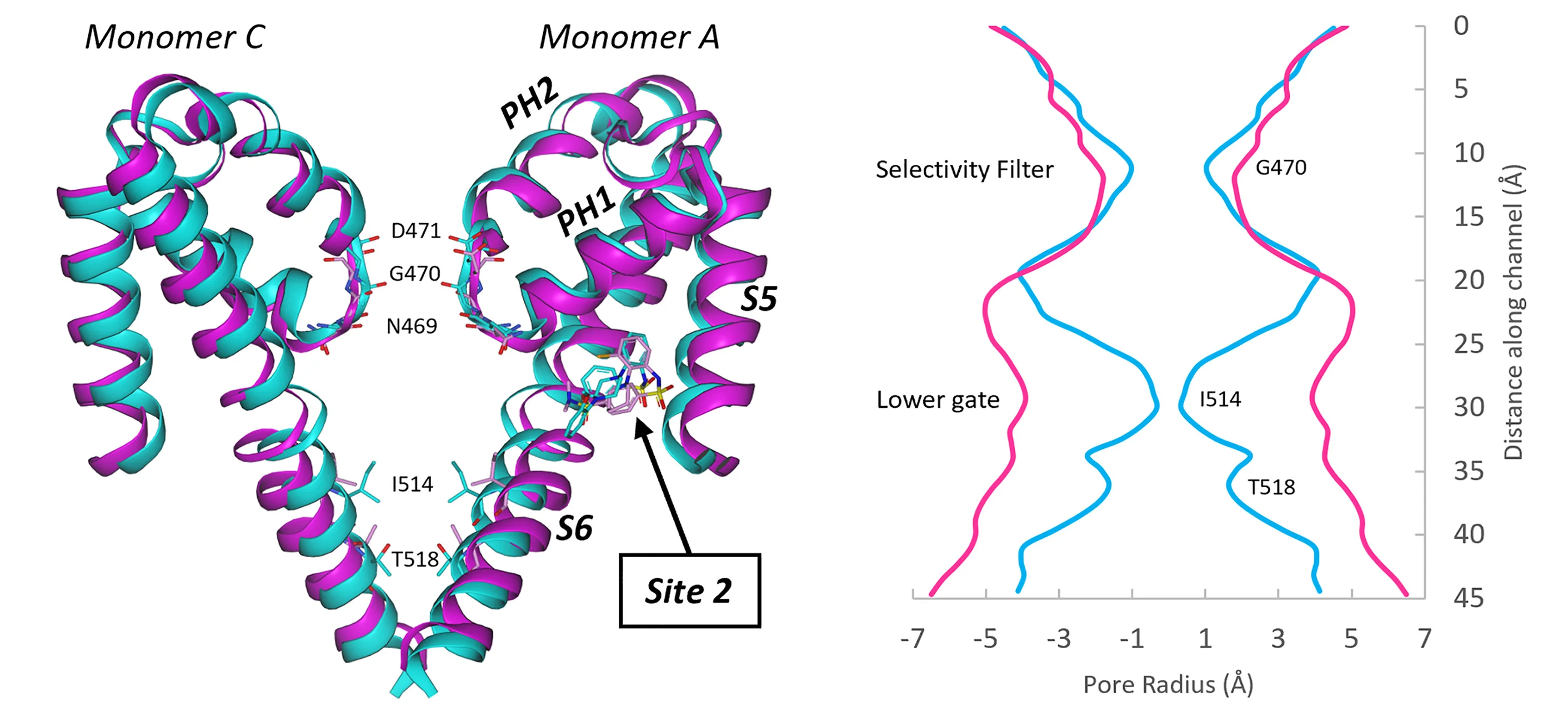 Open access visualization of Protein Structure, Line Plot, Pore Region, Gating Residues, Monomer