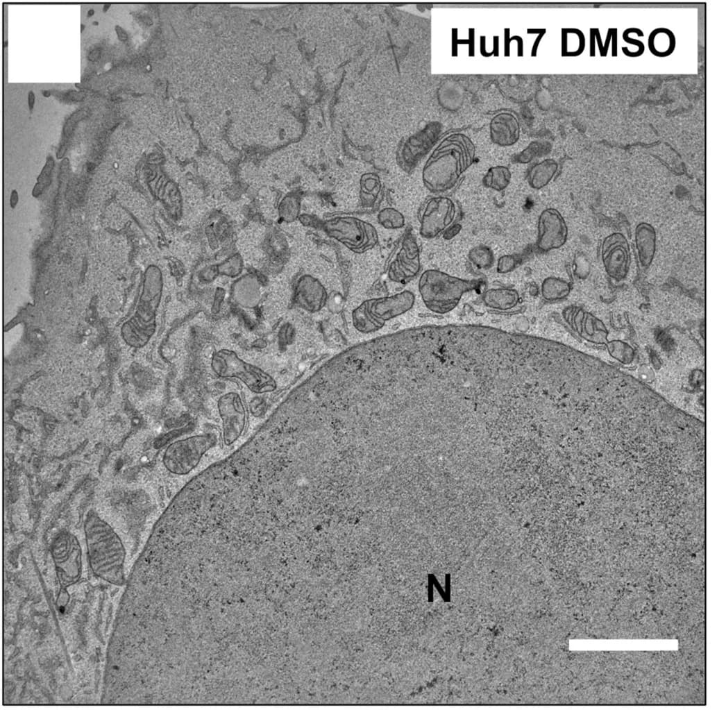 Open access visualization of Microscopy, Huh7 Cells
