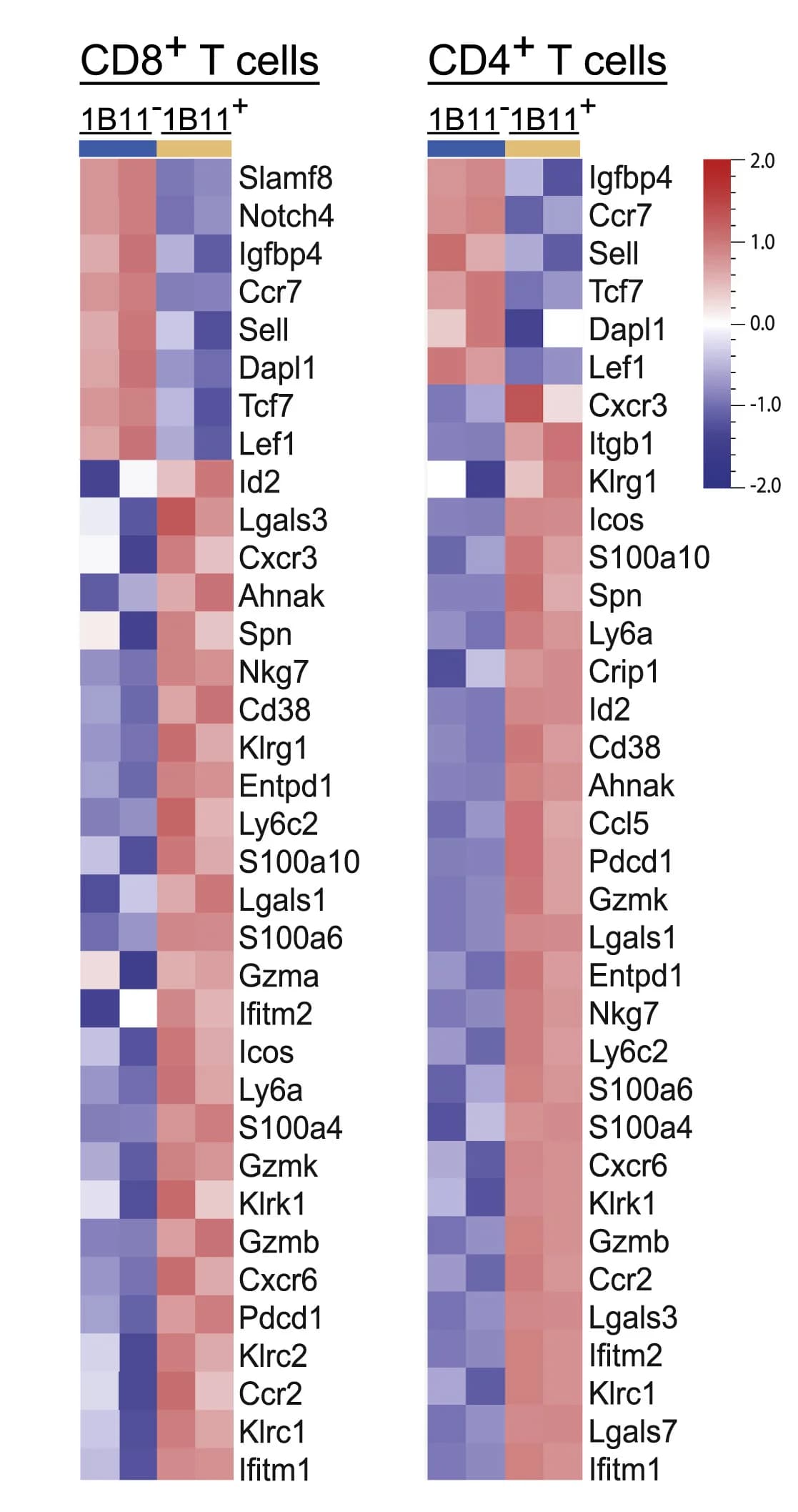 Open access visualization of Heatmap, Clustered, Heatmaps, RNA-seq Data, CD431B11-CD8+ T Cells