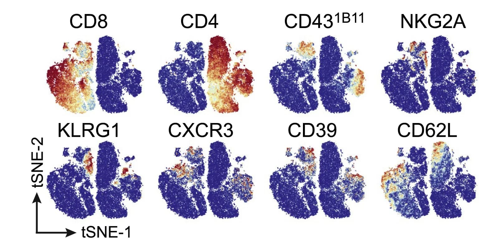 Open access visualization of Scatter Plot, UMAP, tSNE Plots, Blood T Cells, Tumor-Bearing Mice