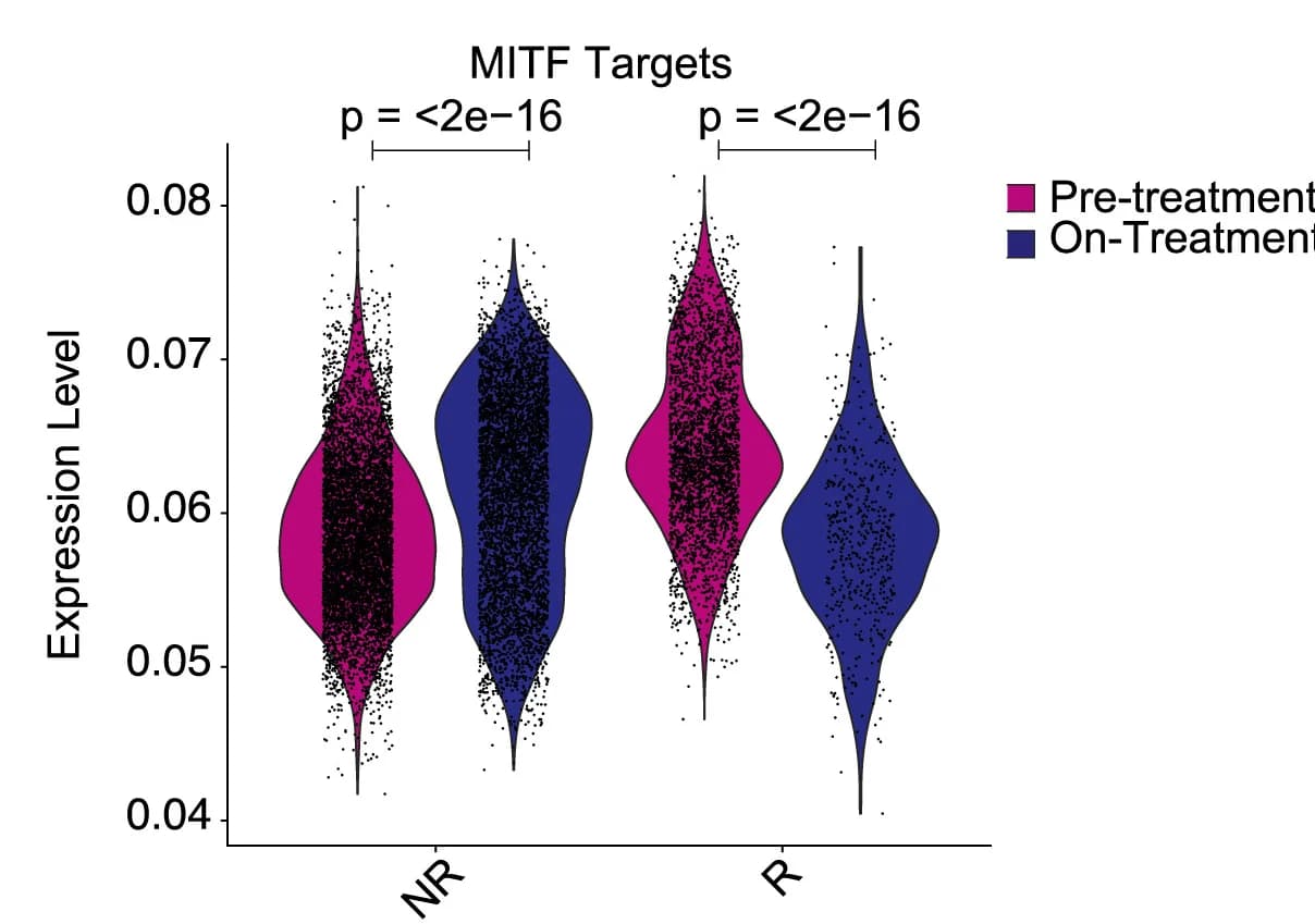 Open access visualization of Violin Plot, Single-cell RNA Sequencing, Immune Checkpoint Blockade, MITF, MITF Targets