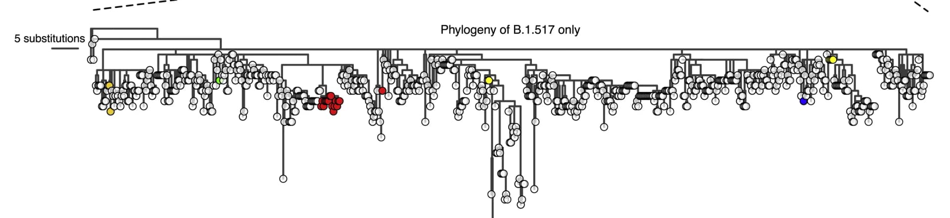 Open access visualization of Network, Pathway, Maximum Likelihood Phylogeny, B.1.517, Genomes