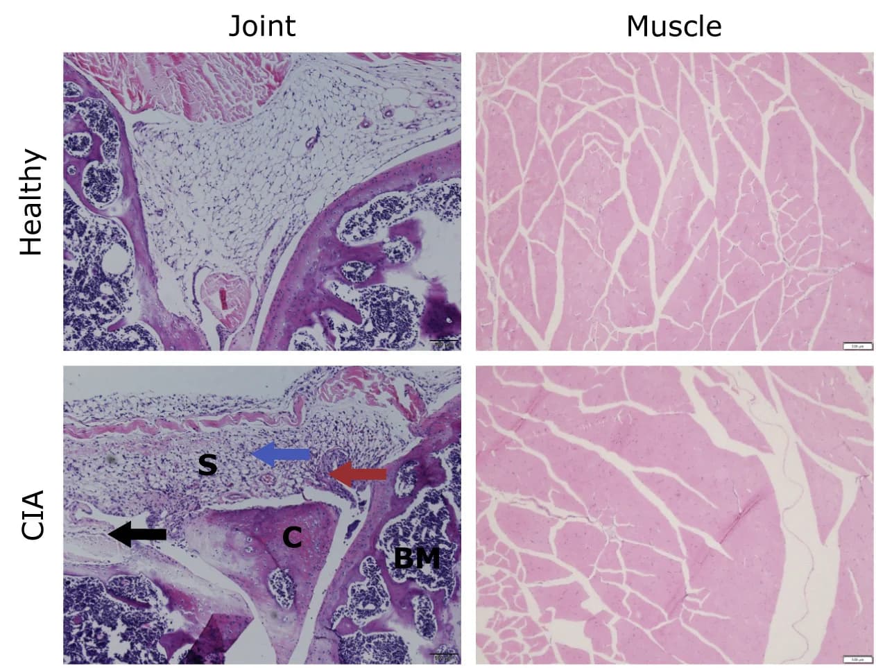 Open access visualization of Microscopy, H&E Images, Joint, Muscle, Mice
