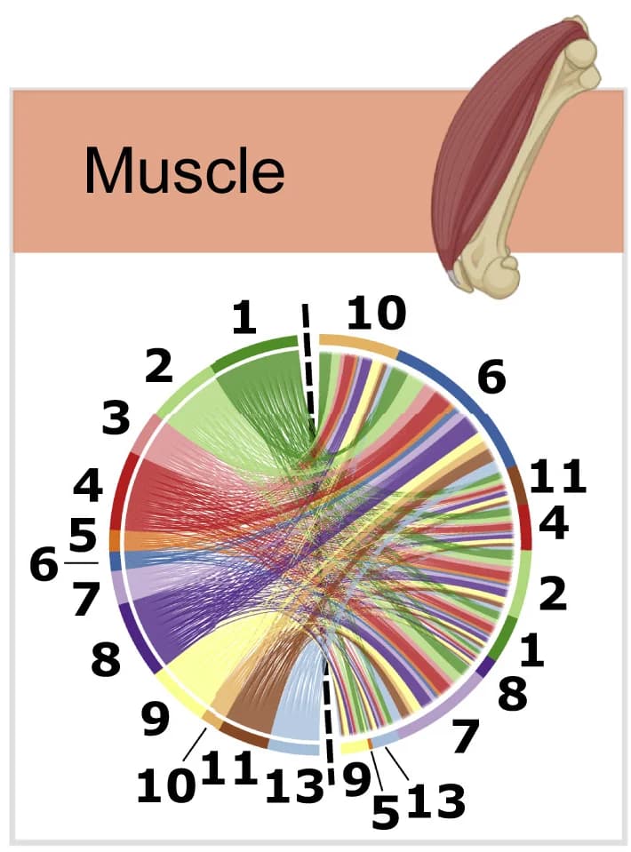 Open access visualization of Chord, Illustration, Chord Chart, Molecular Interactions, Cell Types