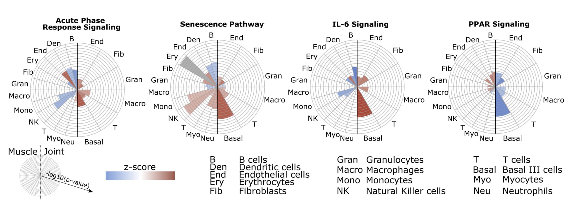 Open access visualization of Radar Chart, CIA_SP1.6, Pathway representation, Polar charts, Muscle