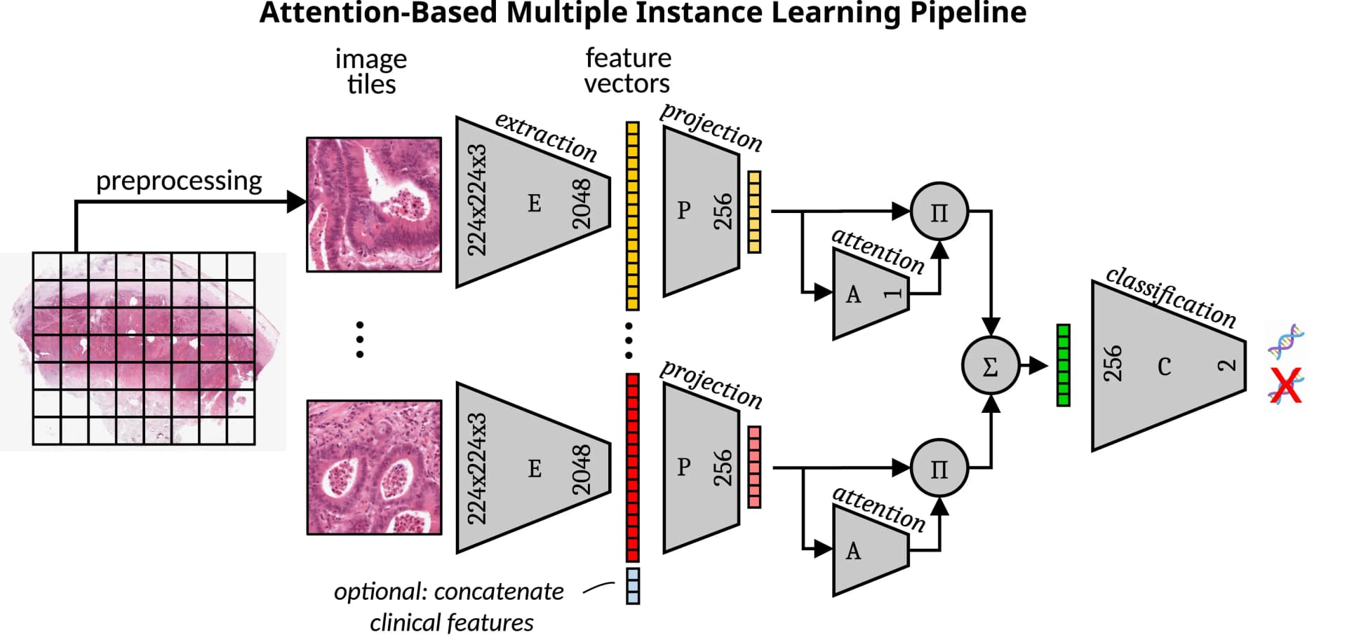 Open access visualization of Workflow, attMIL, Multi-Input Deep Learning Architecture, WSI, Tiles