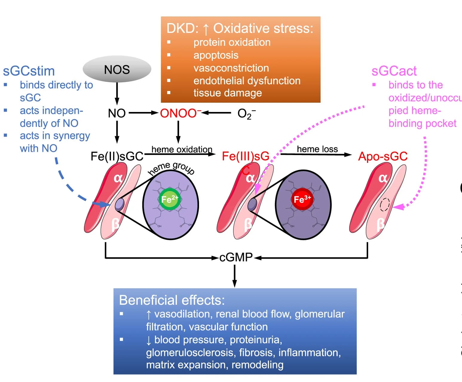 Open access visualization of Workflow, Flowchart, Illustration, Heme, sGC