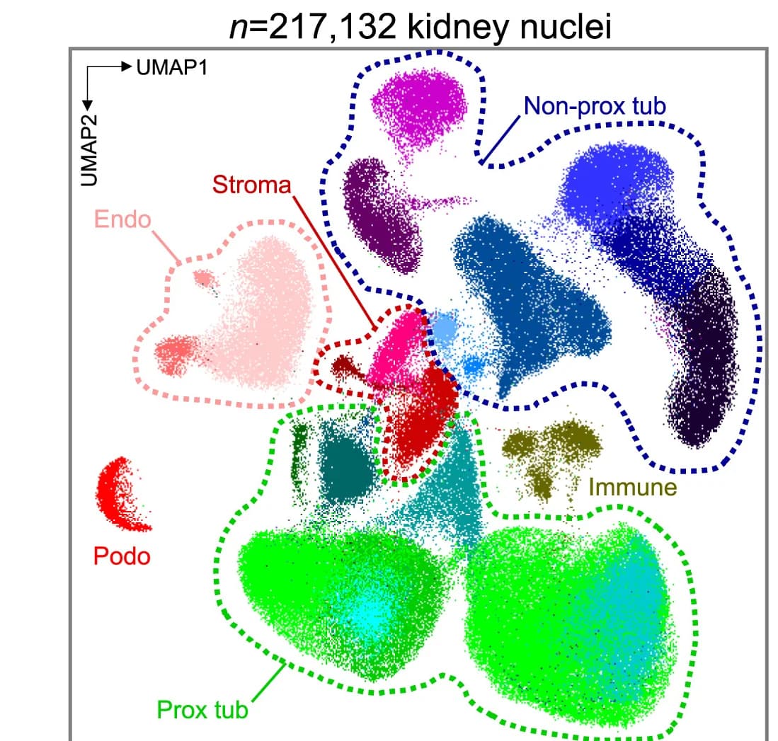Open access visualization of UMAP, Scatter Plot, Rat Kidney, Endothelial Cells, Immune Cells