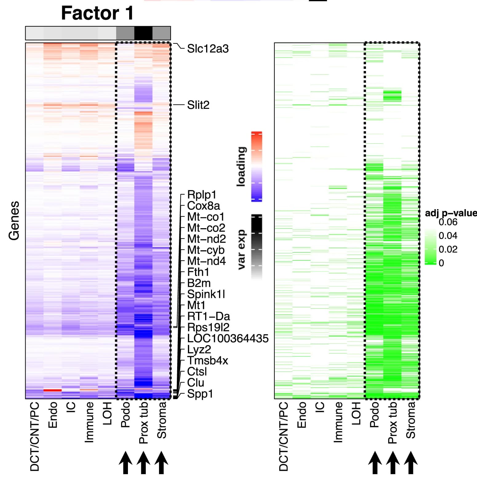 Open access visualization of Heatmap, Clustered, Factor Loading Scores, Cell Type, Genes