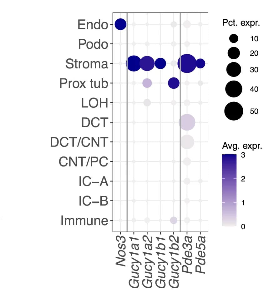 Open access visualization of Bubble Plot, Expression Dot Plot, NO/sGC/cGAMP Pathway, Gene Expression