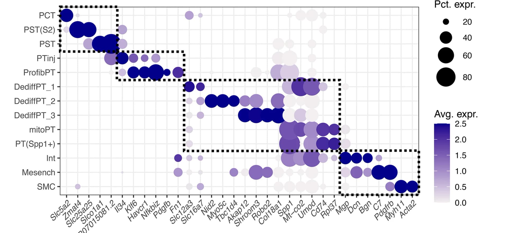 Open access visualization of Bubble Plot, Gene Expression, PT, Stromal Cell, Proximal Convoluted Tubule