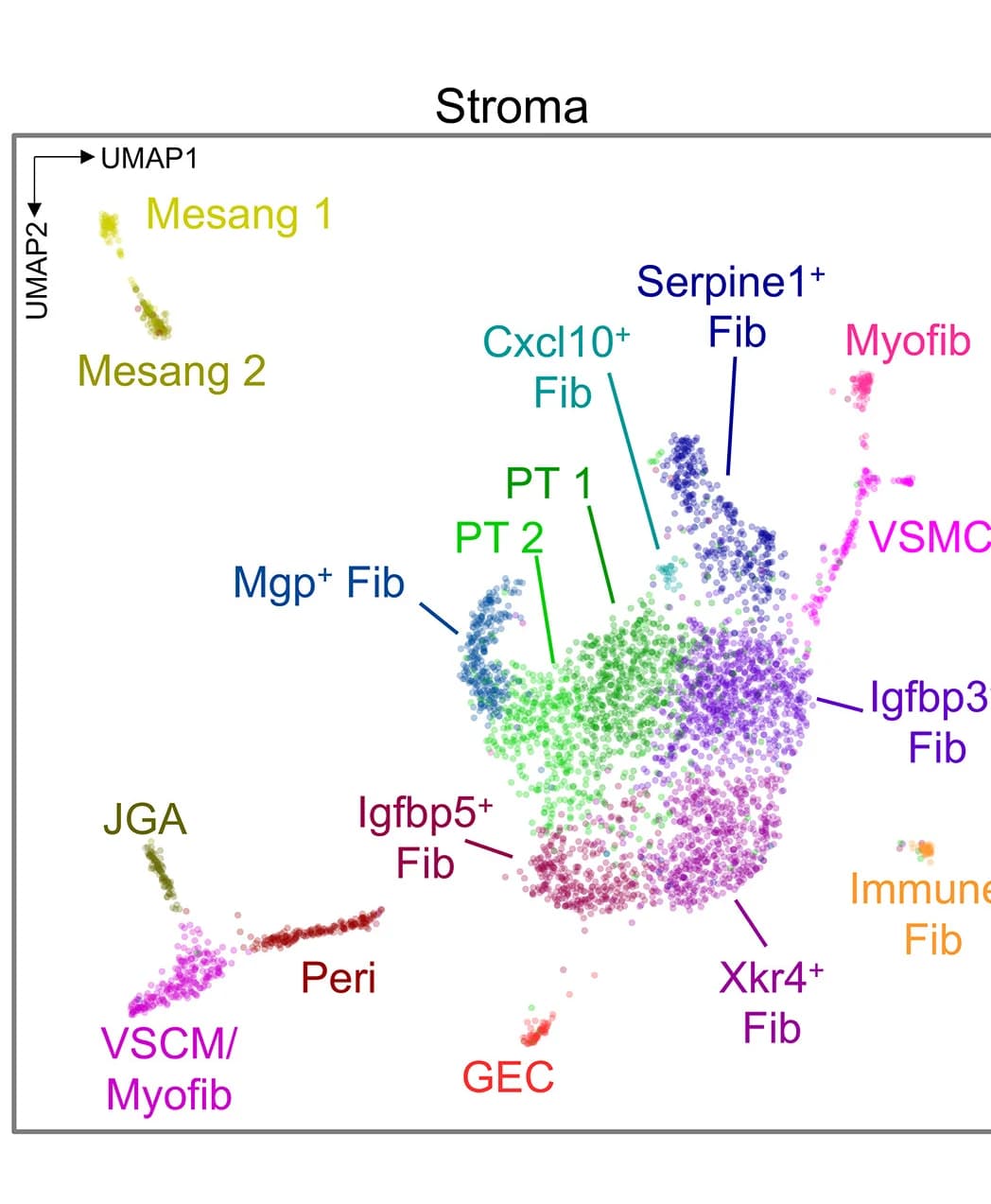 Open access visualization of UMAP, Stromal Cell, Mesangial Cell, Juxtaglomerular Apparatus Cell, Fibroblast