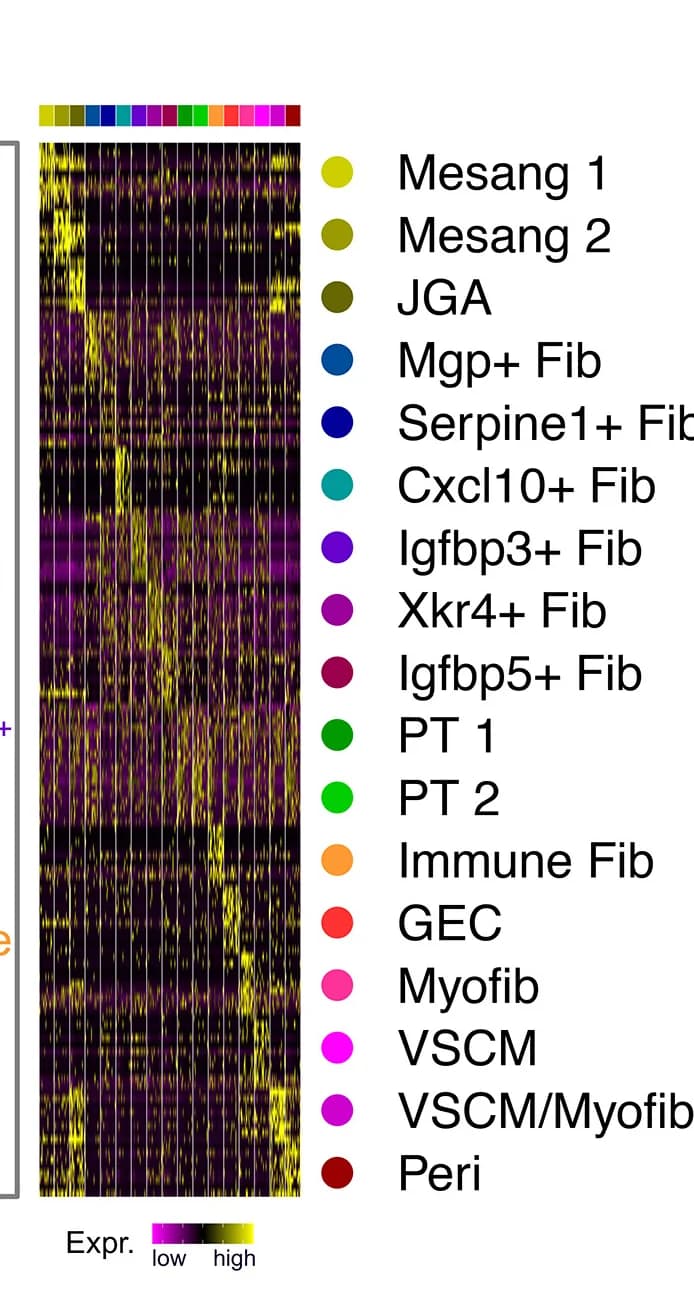 Open access visualization of Heatmap, Clustered, Differentially Expressed Genes, Stromal Cell, Mesangial Cell