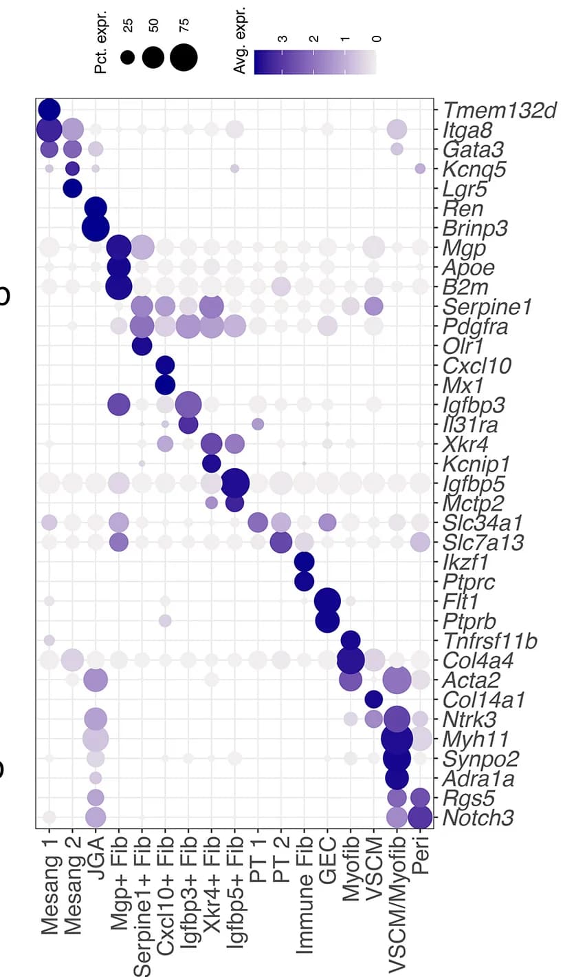 Open access visualization of Bubble Plot, Gene Expression, Stromal Cell, Mesangial Cell, Juxtaglomerular Apparatus Cell
