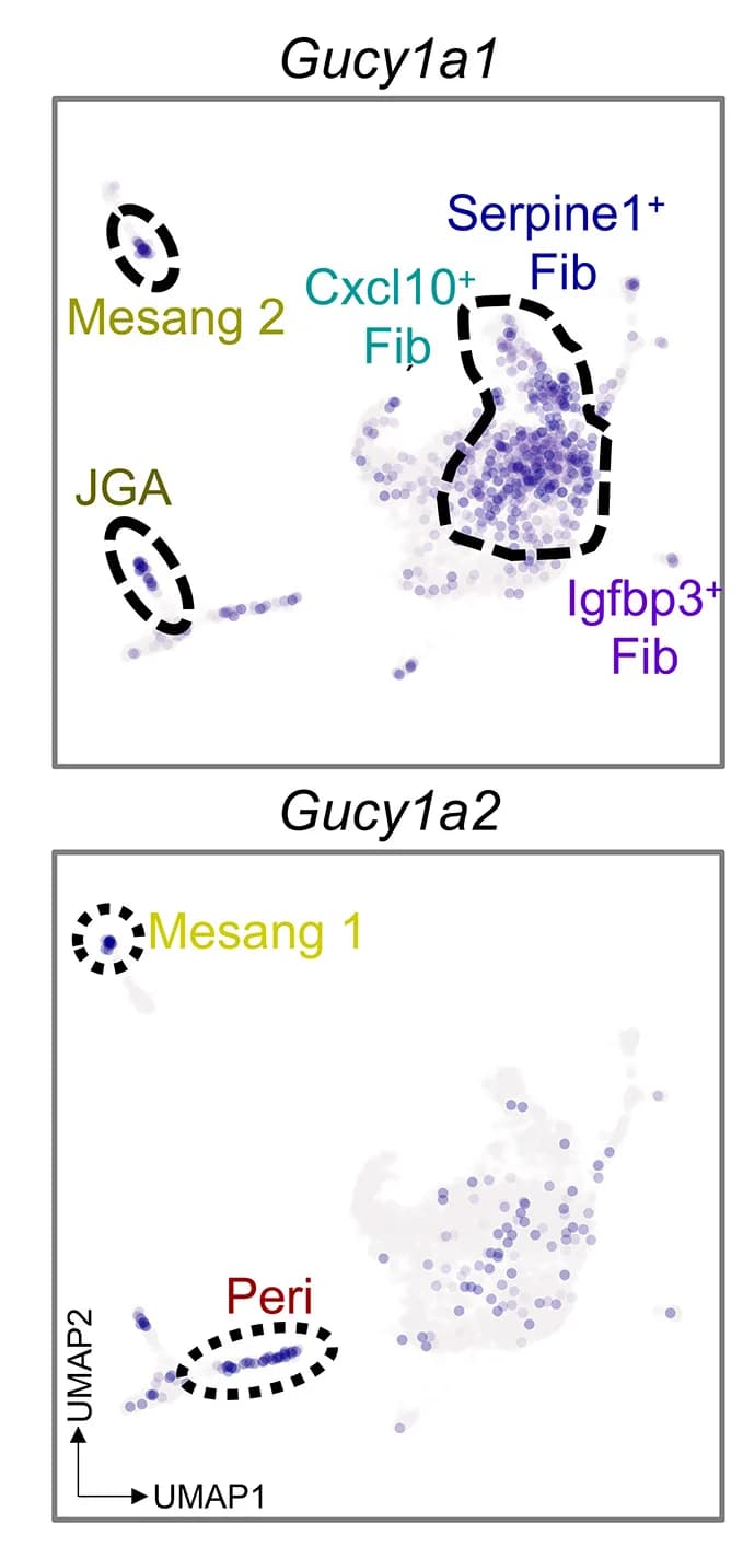 Open access visualization of UMAP, Scatter Plot, Feature Plot, Gucy1a1, Gucy1a2