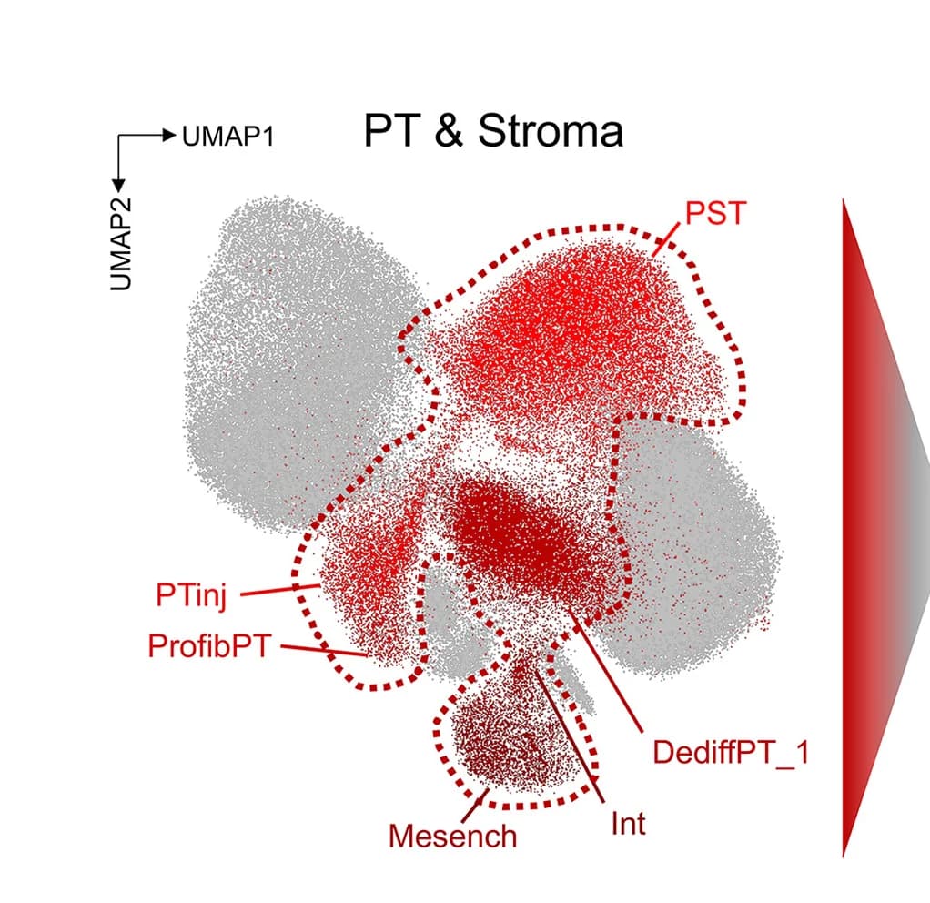 Open access visualization of Scatter Plot, UMAP, Healthy Proximal Tubule, Injured Proximal Tubule, Stroma Cell Clusters