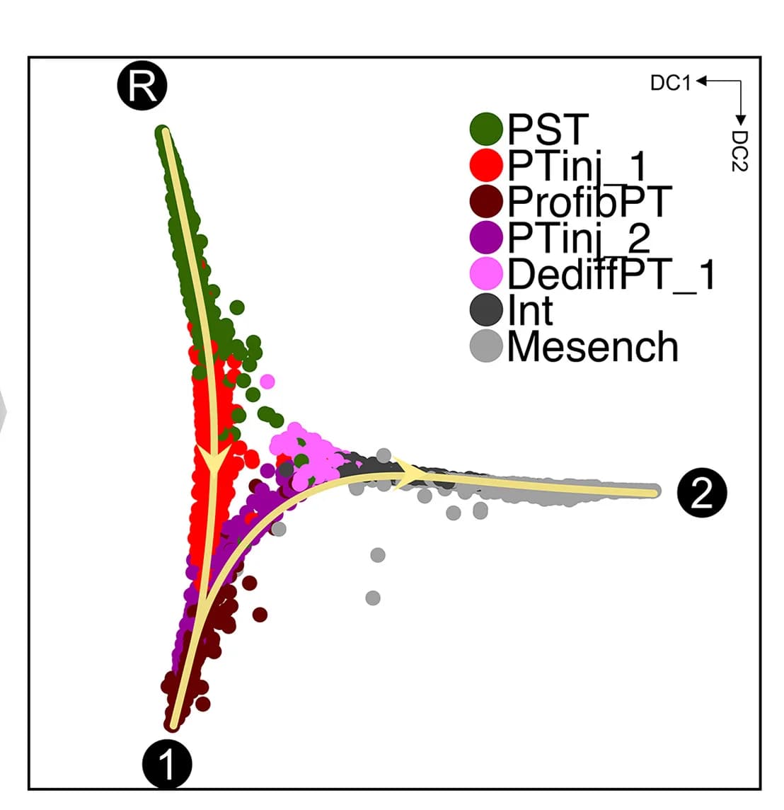 Open access visualization of Scatter Plot, Healthy Proximal Tubule, Injured Proximal Tubule, Stroma Cell Clusters, Trajectory Analysis