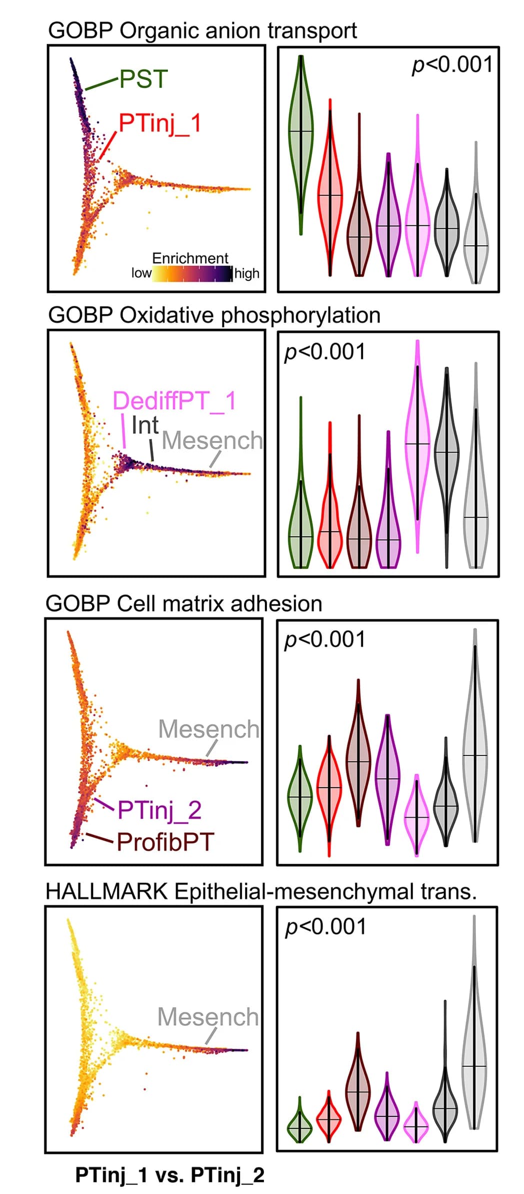 Open access visualization of Scatter Plot, Violin Plot, Gene Set Scoring, Pathways, Pathway Enrichment