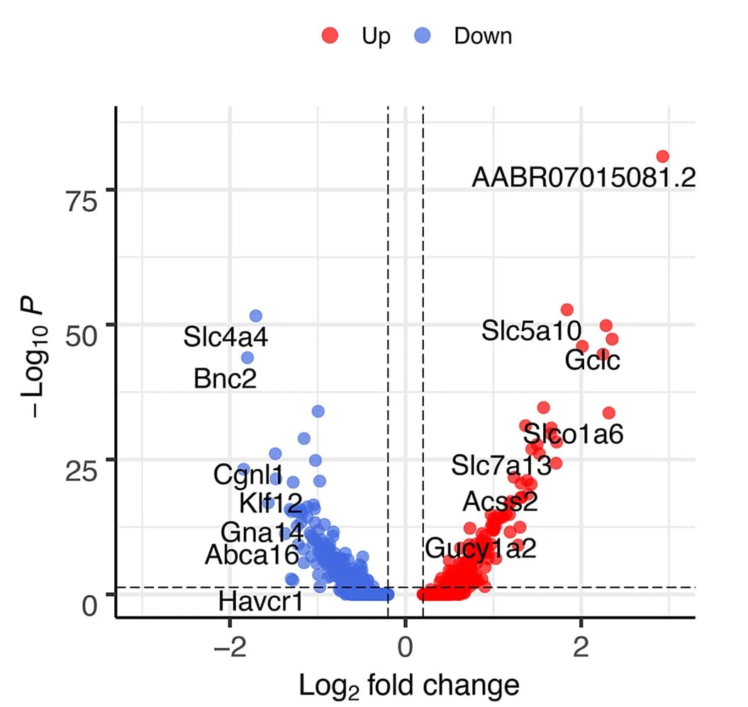 Open access visualization of Volcano Plot, Scatter Plot, Differentially Expressed Genes, Injured Proximal Tubule, Lineage