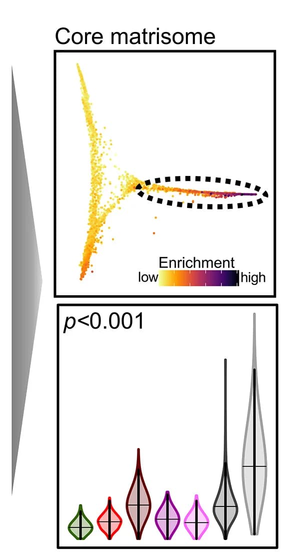 Open access visualization of Scatter Plot, UMAP, Violin Plot, Core matrisome, Pathway enrichment