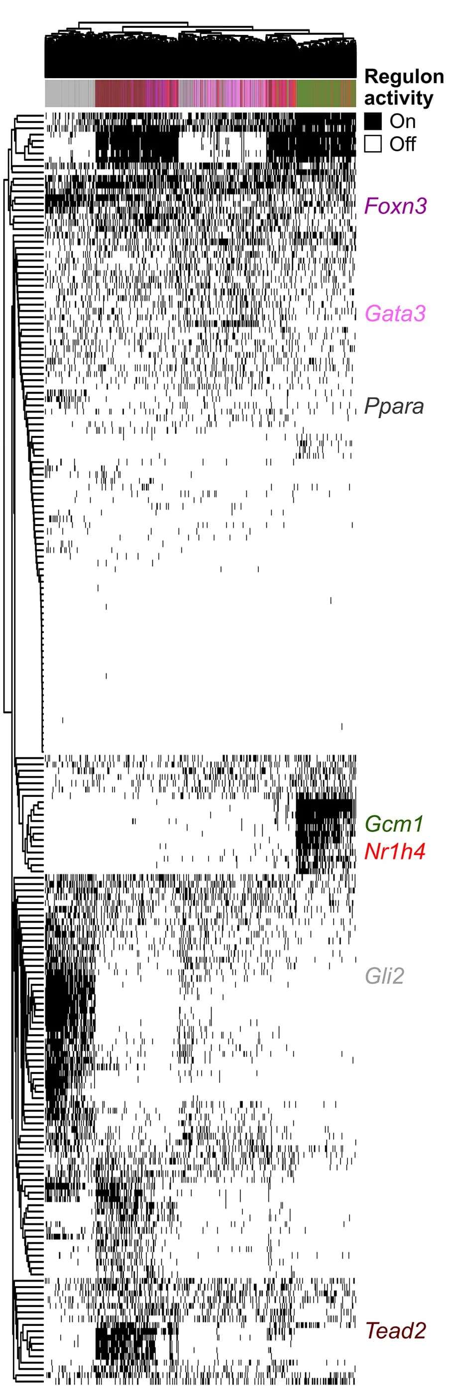 Open access visualization of Heatmap, Clustered, Cell-Type-Specific, Binarized Regulon Activity, Transcription Factors