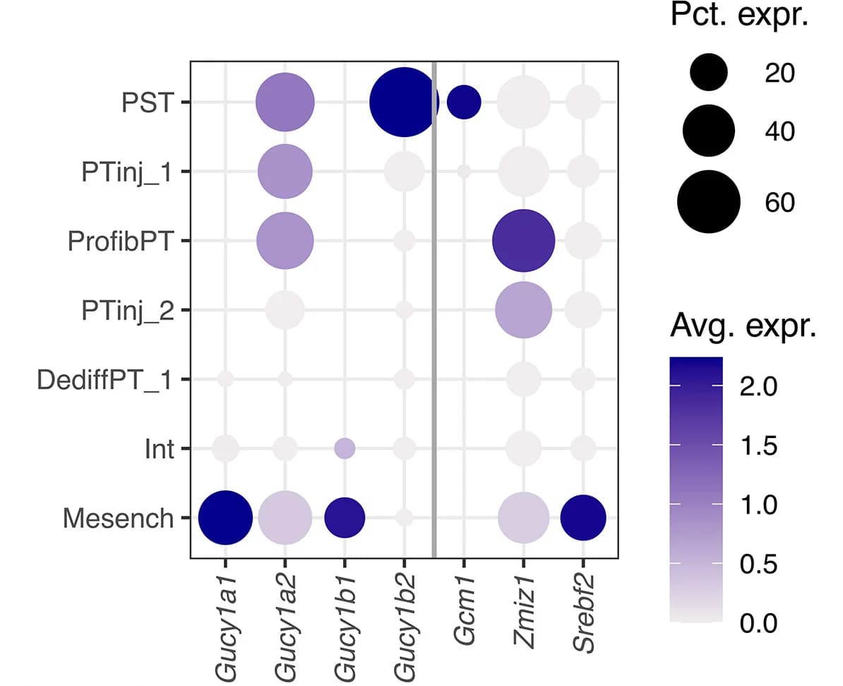Open access visualization of Bubble Plot, Expression Dot Plot, sGC Genes, Cell-Cluster-Specific Transcription Factors, Gene-Expression Values