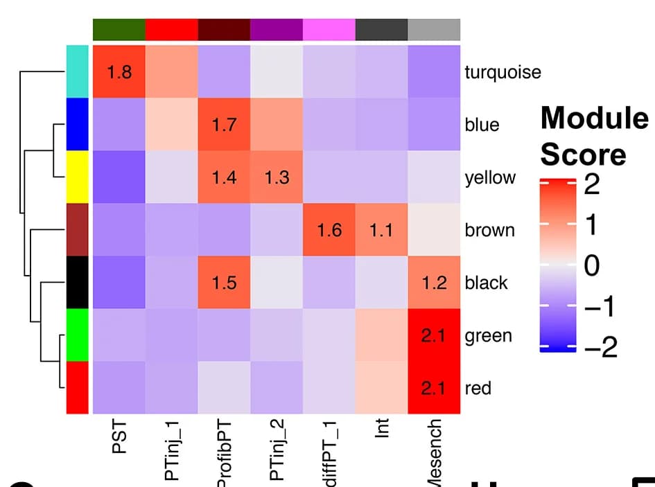 Open access visualization of Heatmap, Clustered, Weighted Gene Correlation Network Analysis, Cell Clusters, PT-Mesench Trajectory