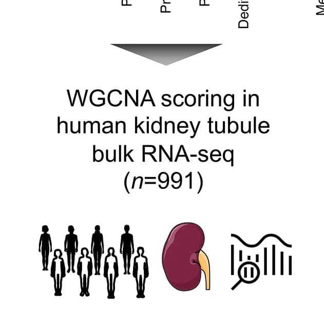 Open access visualization of Workflow, Illustration, Composite sGC Co-Expression Module, Weighted Gene Correlation Network Analysis, Kidney Tubule RNA-seq