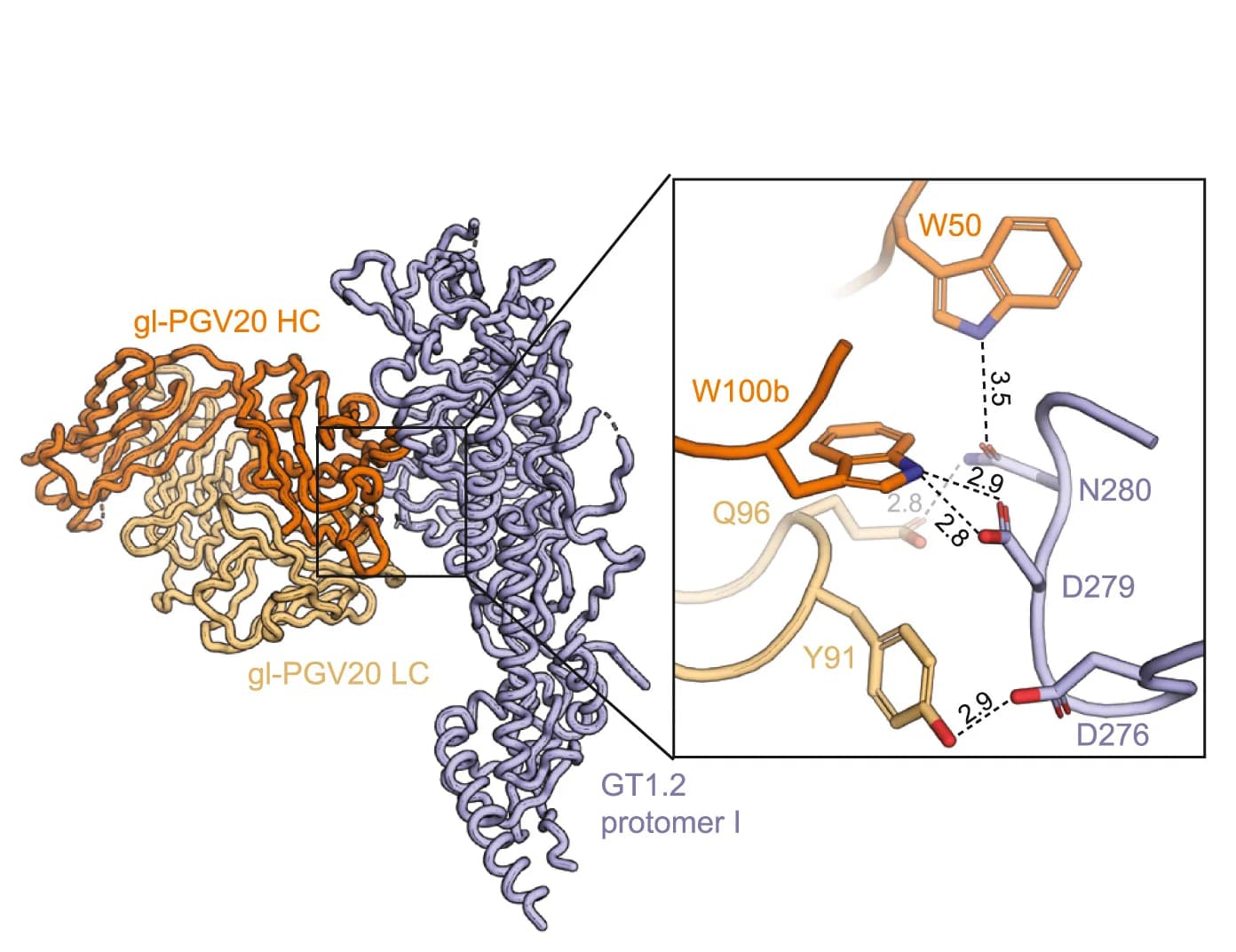 Open access visualization of Protein Structure, Chemical Structure, Crystal Structure, gl-PGV20, GT1.2