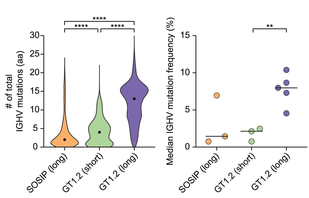 Open access visualization of Violin Plot, Scatter Plot, Amino Acid Substitutions, IGHV Region, Dot Plot